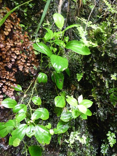 Peperomia skottsbergii, photographed by Patricio Novoa