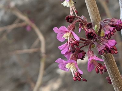 Ungnadia speciosa, photographed by Norveig
