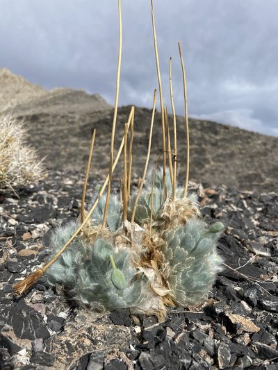 Arctomecon merriamii, photographed by Matt Berger