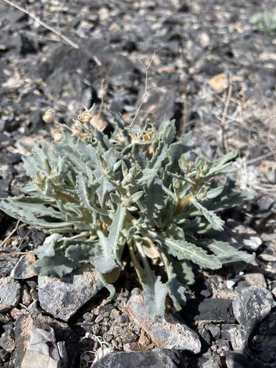 Mentzelia oreophila, photographed by Matt Berger