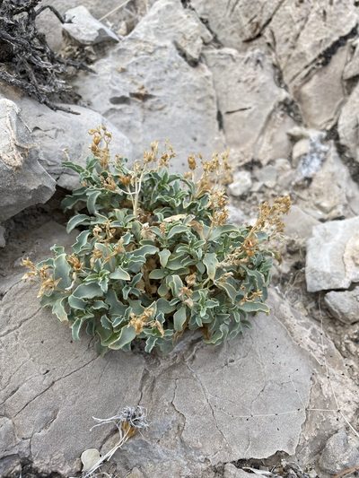 Penstemon petiolatus, photographed by Matt Berger