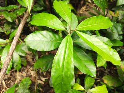 Litsea glutinosa, photographed by Augustin Soulard
