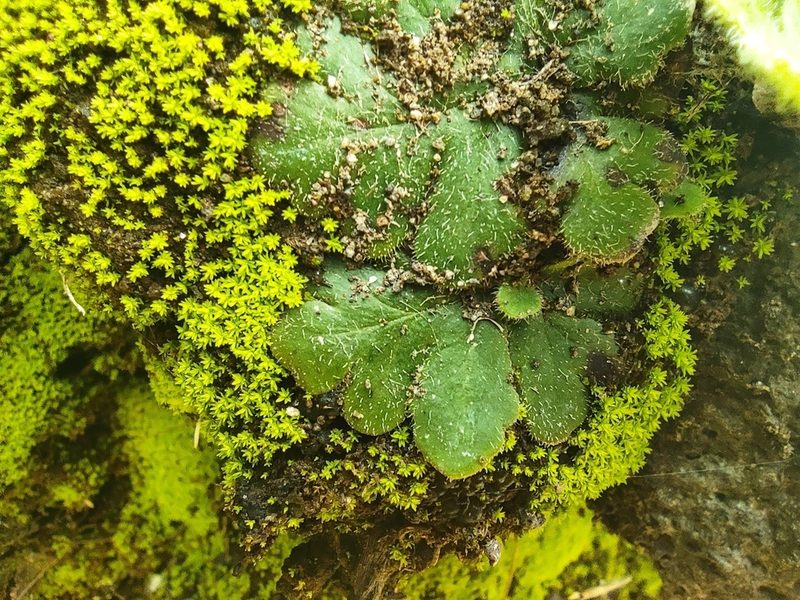 Pellaeopsis pilosa, photographed by Augustin Soulard