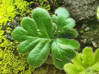 Pellaeopsis pilosa, photographed by Augustin Soulard