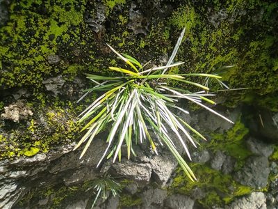 Actiniopteris australis, photographed by Augustin Soulard