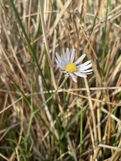 Almutaster pauciflorus, photographed by Matt Berger