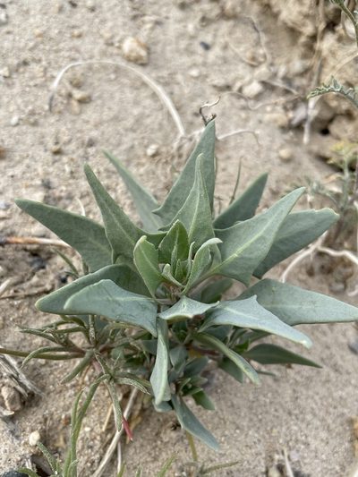 Atriplex phyllostegia, photographed by Matt Berger