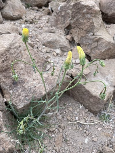 Calycoseris parryi, photographed by Matt Berger