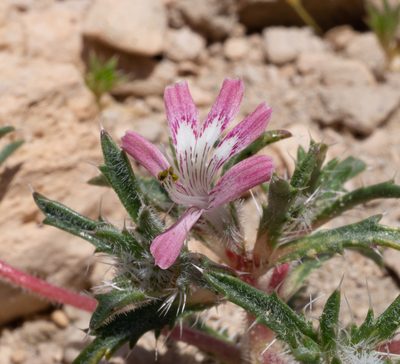 Loeseliastrum matthewsii, photographed by Matt Berger