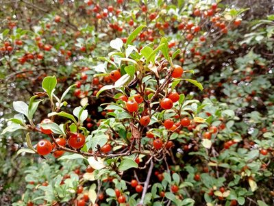 Coprosma foetidissima, photographed by John Barkla