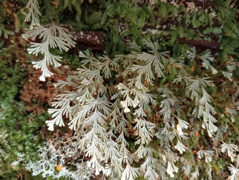 Hymenophyllum malingii, photographed by John Barkla