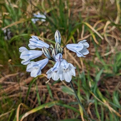 Triteleia grandiflora, photographed by Dominic Gentilcore