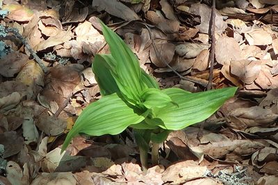 Epipactis helleborine, photographed by P Holroyd