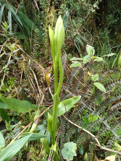 Gomphichis plantaginifolia, photographed by Alfredo F. Fuentes Claros