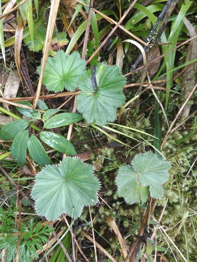 Alchemilla pectinata, photographed by Alfredo F. Fuentes Claros