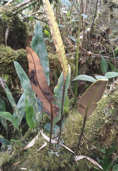 Elaphoglossum lingua, photographed by Alfredo F. Fuentes Claros