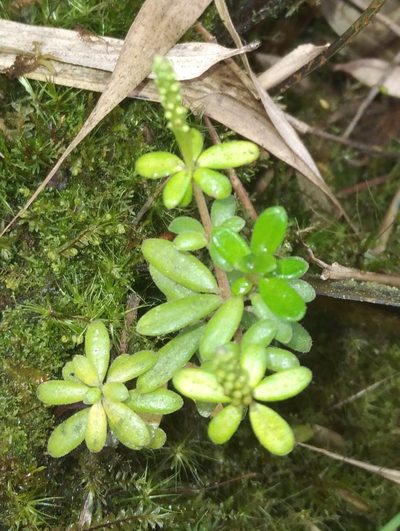Peperomia silvarum, photographed by Alfredo F. Fuentes Claros