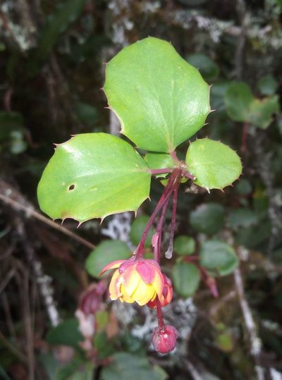 Berberis agapatensis, photographed by Alfredo F. Fuentes Claros