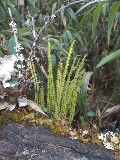 Melpomene moniliformis, photographed by Alfredo F. Fuentes Claros
