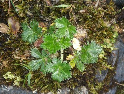 Alchemilla aphanoides, photographed by Alfredo F. Fuentes Claros