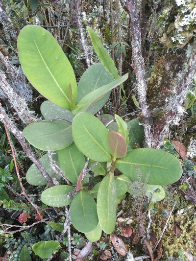 Clusia multiflora, photographed by Alfredo F. Fuentes Claros