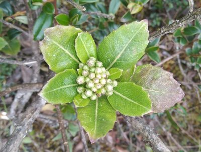 Baccharis buchtienii, photographed by Alfredo F. Fuentes Claros