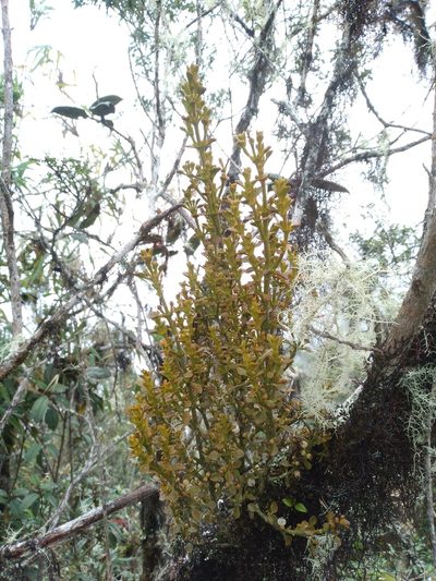 Dendrophthora pearcei, photographed by Alfredo F. Fuentes Claros