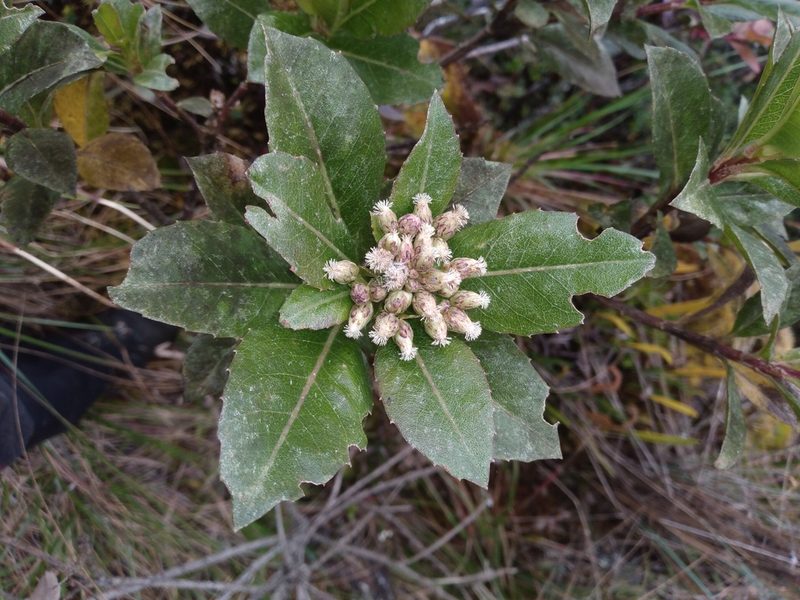 Baccharis buchtienii, photographed by Alfredo F. Fuentes Claros