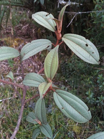 Miconia flavescens, photographed by Alfredo F. Fuentes Claros