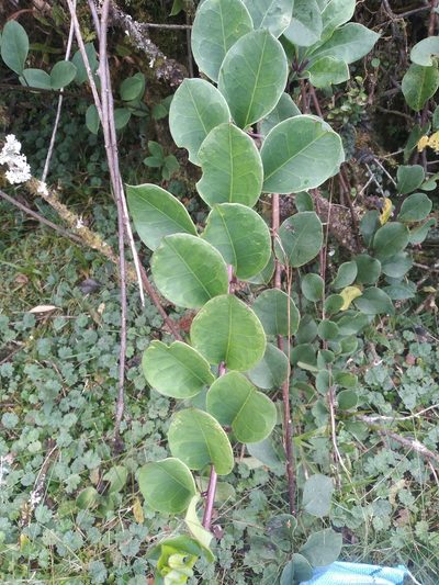 Senecio epiphyticus, photographed by Alfredo F. Fuentes Claros