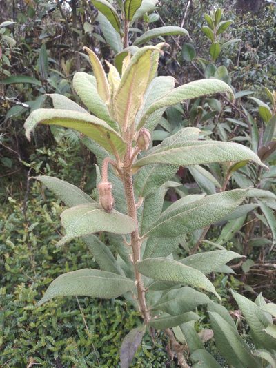 Centropogon gloriosus, photographed by Alfredo F. Fuentes Claros