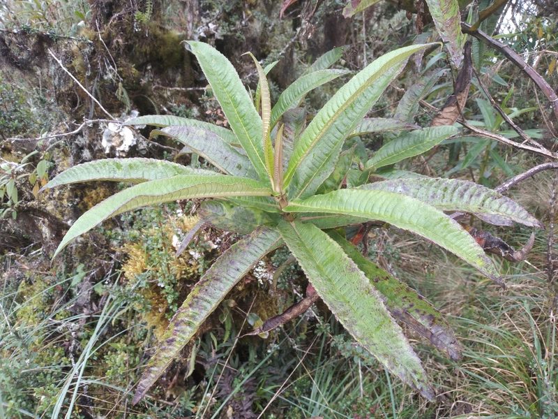 Dendrophorbium longilinguae, photographed by Alfredo F. Fuentes Claros