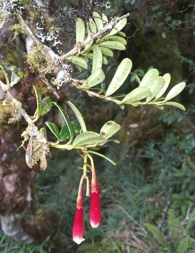 Siphonandra elliptica, photographed by Alfredo F. Fuentes Claros