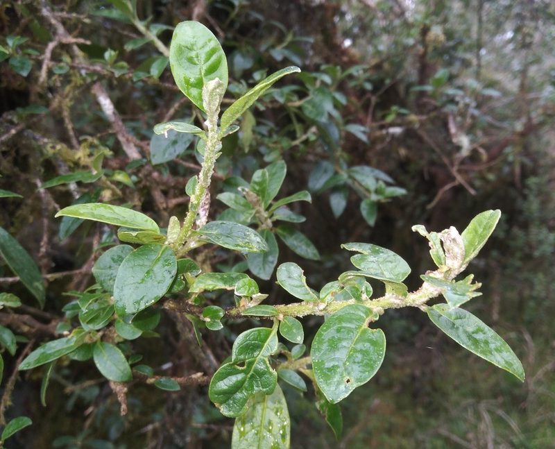 Saracha punctata, photographed by Alfredo F. Fuentes Claros