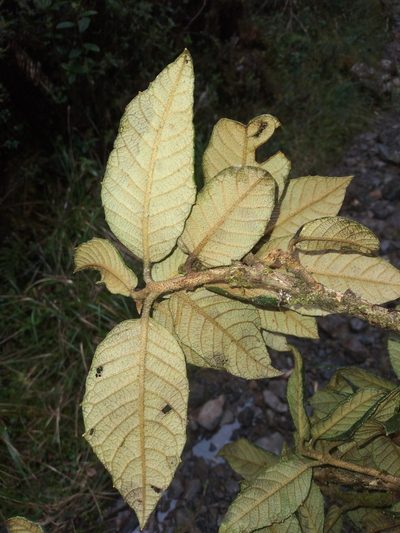 Clethra ferruginea, photographed by Alfredo F. Fuentes Claros