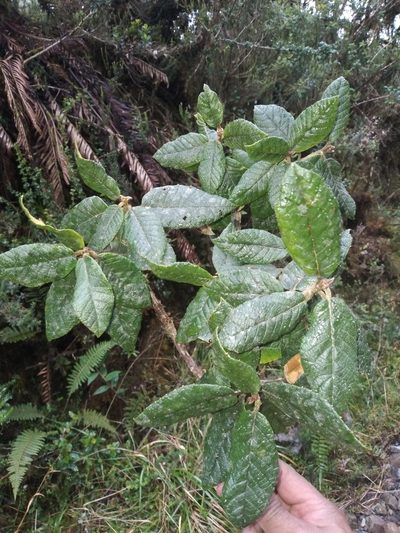 Clethra ferruginea, photographed by Alfredo F. Fuentes Claros
