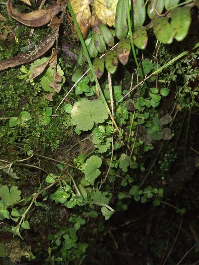 Sibthorpia repens, photographed by Alfredo F. Fuentes Claros