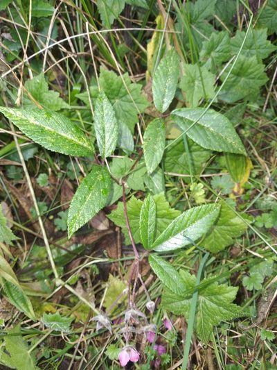 Rubus ruizii, photographed by Alfredo F. Fuentes Claros