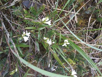 Epidendrum fimbriatum, photographed by Alfredo F. Fuentes Claros