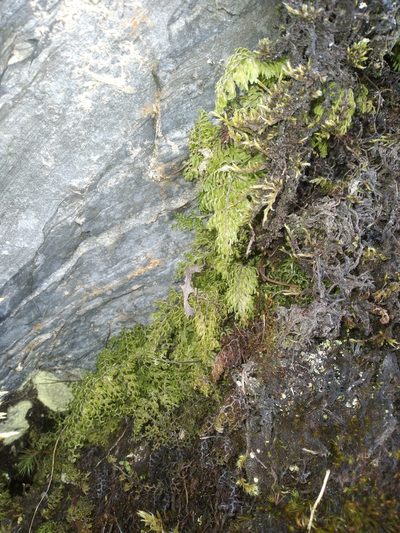 Hymenophyllum axillare, photographed by Alfredo F. Fuentes Claros