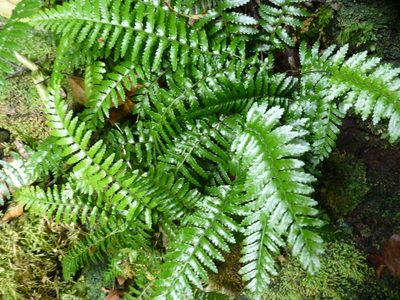 Asplenium stellatum, photographed by Patricio Novoa