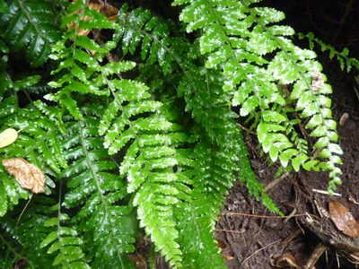 Asplenium stellatum, photographed by Patricio Novoa