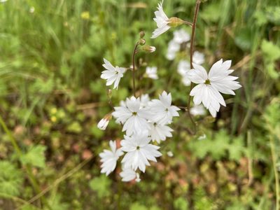 Lithophragma affine, photographed by Annette Herz