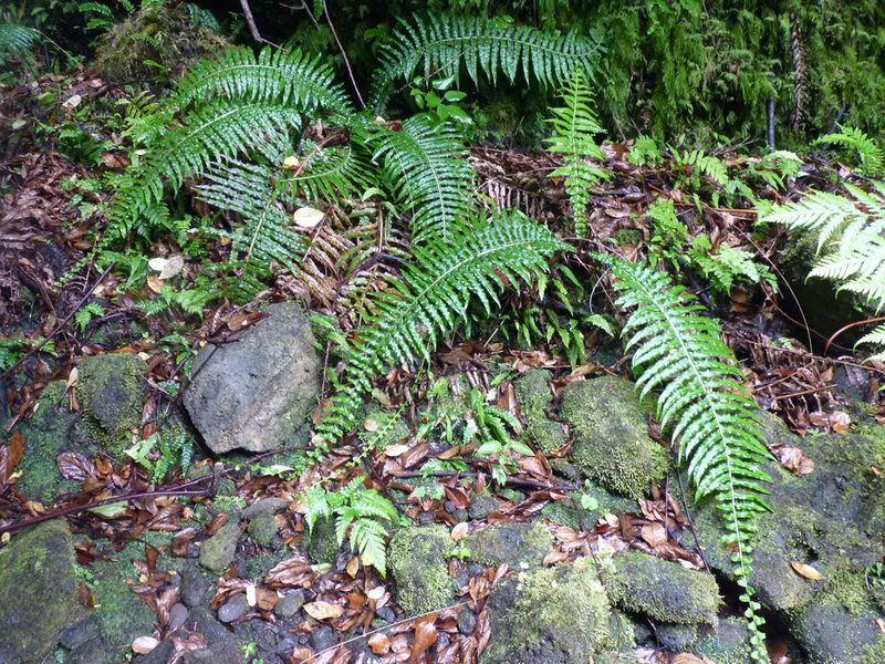 Cranfillia longicauda, photographed by Patricio Novoa