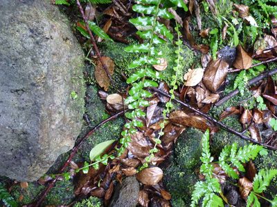 Cranfillia longicauda, photographed by Patricio Novoa