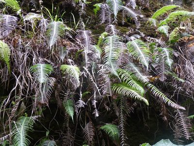 Lomaridium schottii, photographed by Patricio Novoa