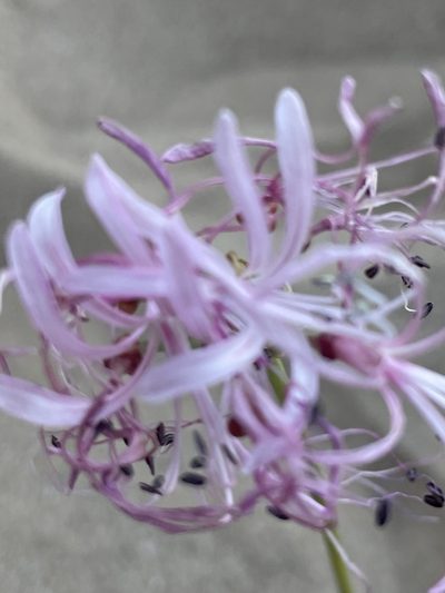 Nerine gaberonensis, photographed by Sean Privett