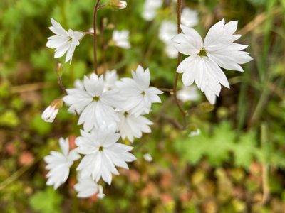 Lithophragma affine, photographed by Annette Herz