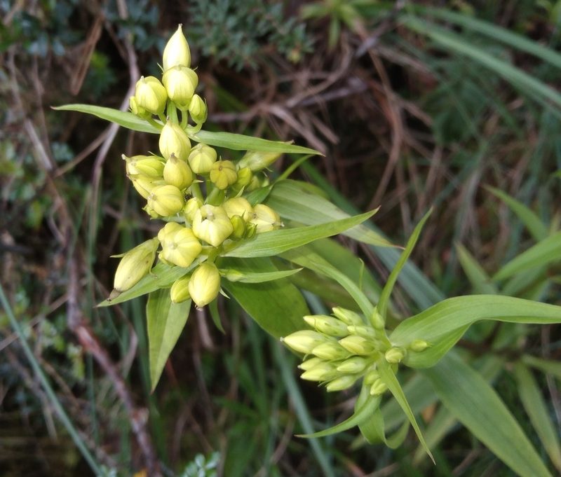 Gentianella chrysantha, photographed by Alfredo F. Fuentes Claros