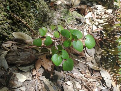 Vancouveria planipetala, photographed by Drew Meyer